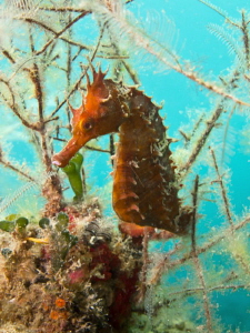 Seahorse at the Jetties Panama City Beach by Beate Seiler 